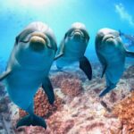 Dolphin House Tour elgouna
