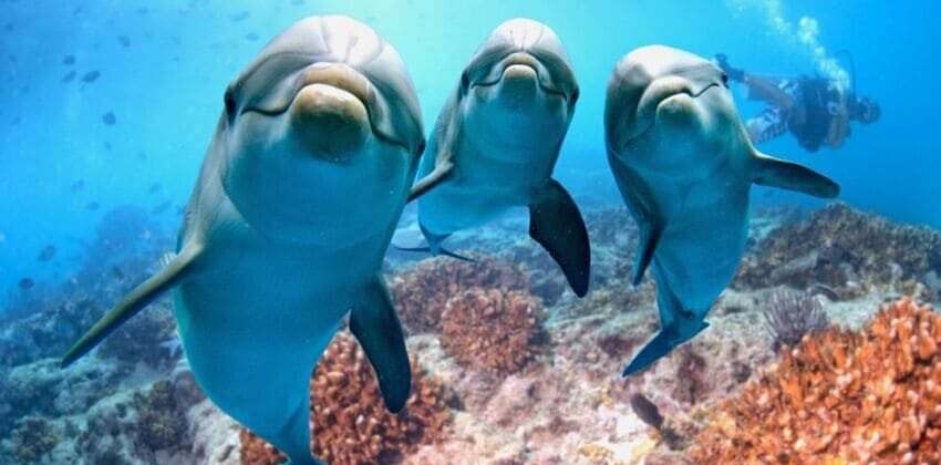 Dolphin House Tour elgouna